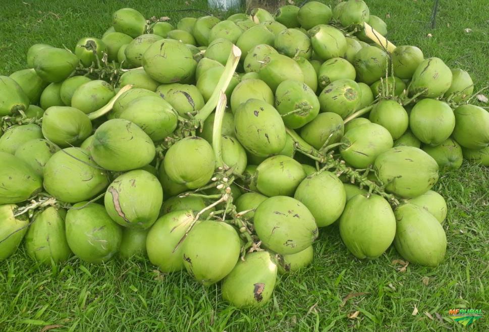 Óleos que ajudam a emagrecer 2 coco verde saudavel