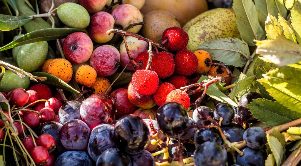 Alimentos antioxidantes: Benefícios e dicas de consumo 3 3